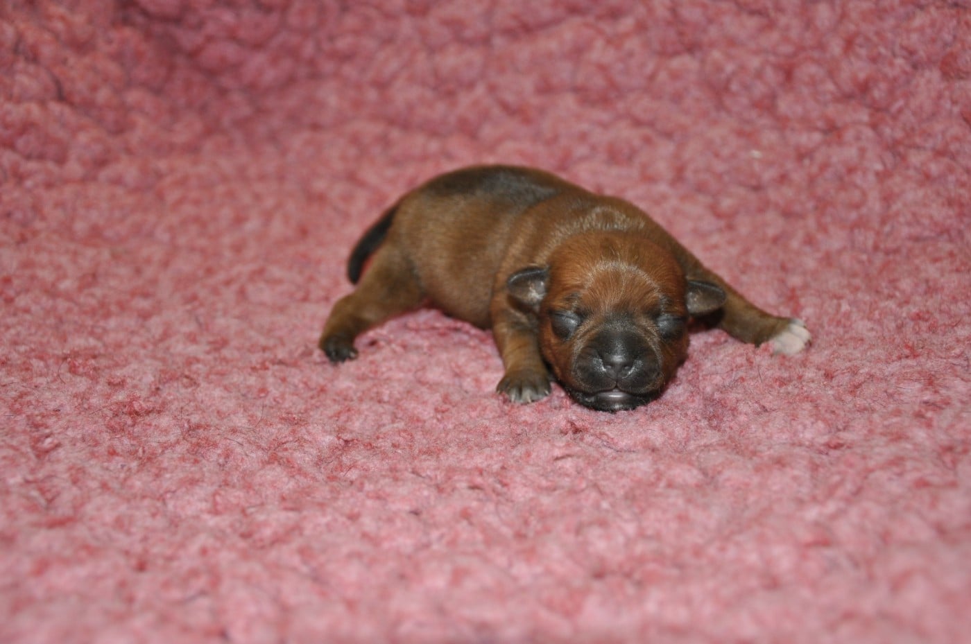 Staffordshire Bull Terrier - Solfarino