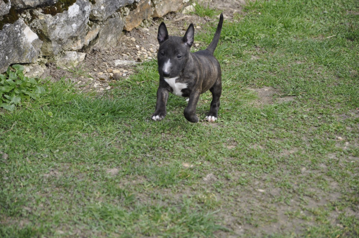 BULL BOBBI