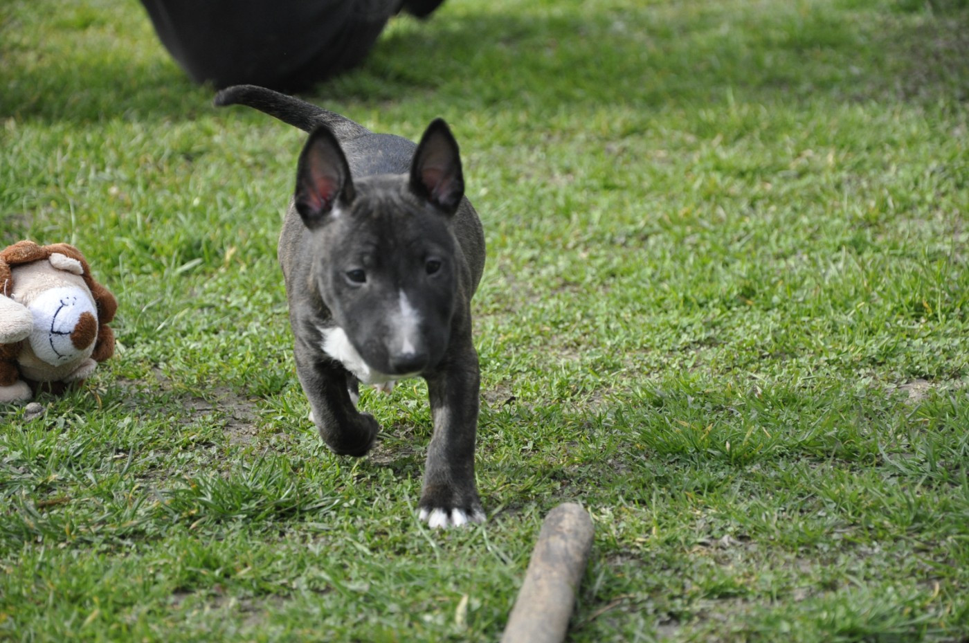 BULL BOBBI