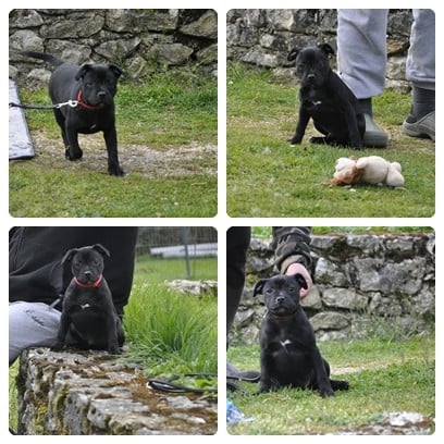 Staffordshire Bull Terrier - Solfarino