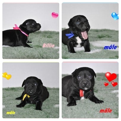 Staffordshire Bull Terrier - Solfarino