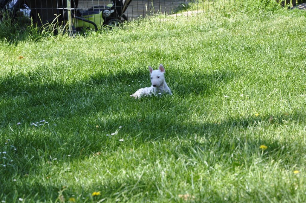 U ****** Femelle blanche