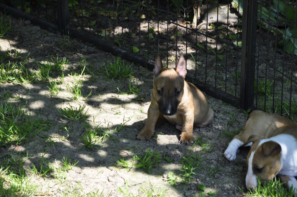 U' jabba    Mâle fauve solide