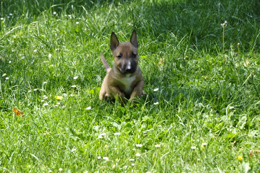 U' jabba    Mâle fauve solide