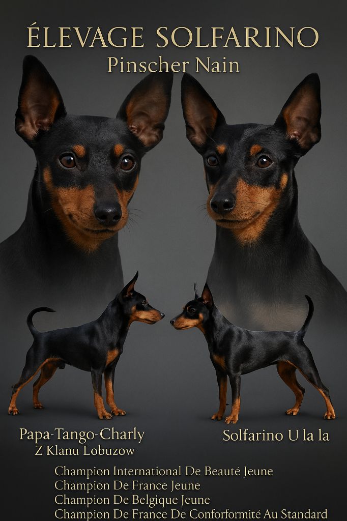 Pinscher nain - Solfarino
