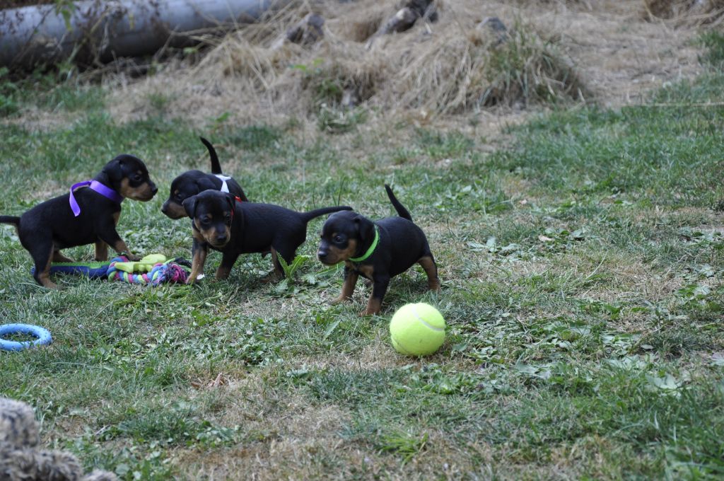 Solfarino - Pinscher nain - Portée née le 22/06/2018