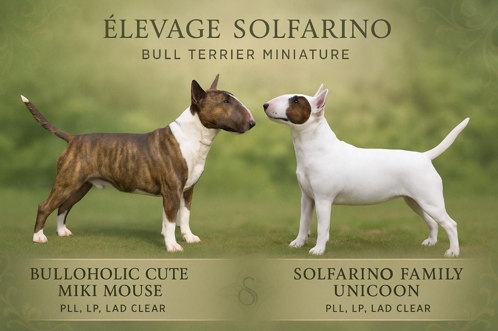 Bull Terrier Miniature - Solfarino