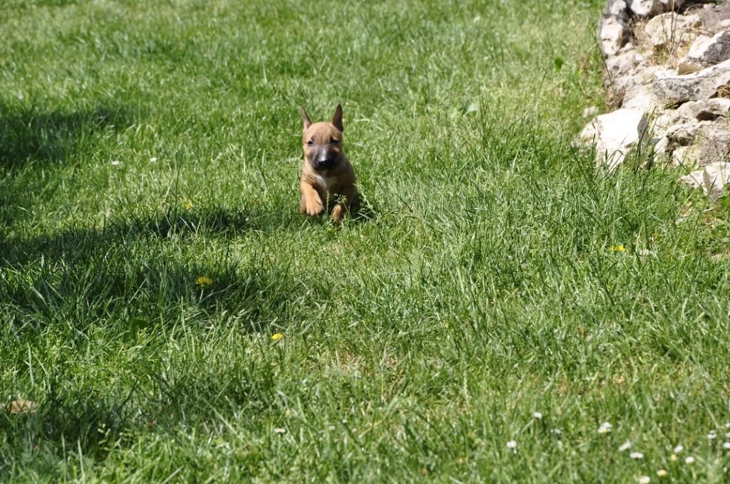 U' jabba    Mâle fauve solide