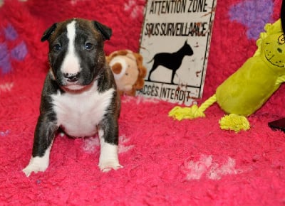 Les chiots de Bull Terrier Miniature