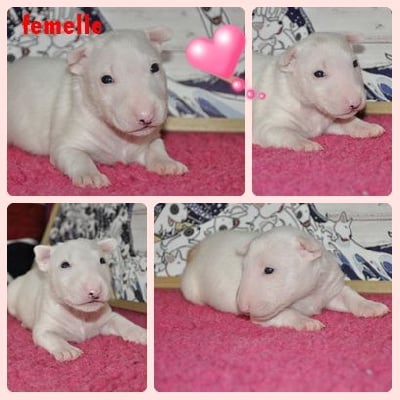 Les chiots de Bull Terrier Miniature