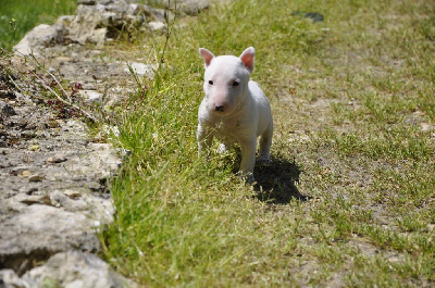 U ****** Femelle blanche - Bull Terrier Miniature
