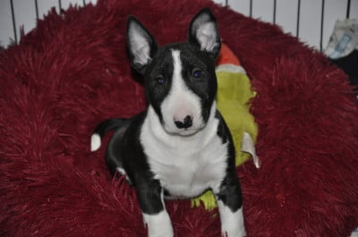 Les chiots de Bull Terrier Miniature