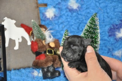 A # # # - Staffordshire Bull Terrier