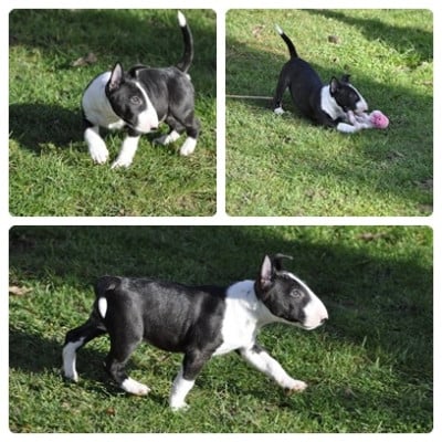 Les chiots de Bull Terrier Miniature