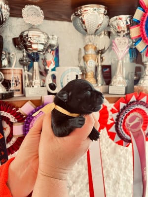 Les chiots de Staffordshire Bull Terrier