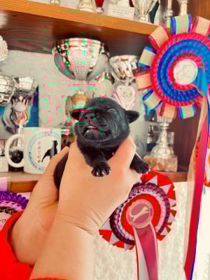 Les chiots de Staffordshire Bull Terrier