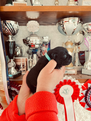 Les chiots de Staffordshire Bull Terrier