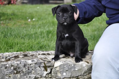 Les chiots de Staffordshire Bull Terrier