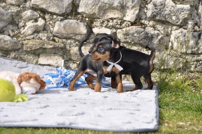 Les chiots de Pinscher nain
