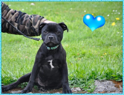 Les chiots de Staffordshire Bull Terrier