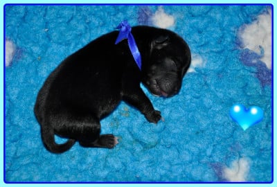 Les chiots de Staffordshire Bull Terrier