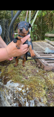 Les chiots de Pinscher nain