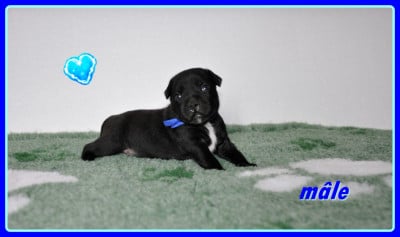 Les chiots de Staffordshire Bull Terrier
