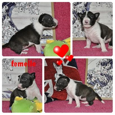 Les chiots de Bull Terrier Miniature