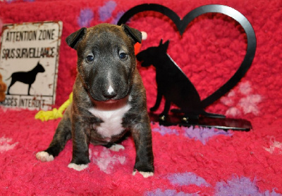 Les chiots de Bull Terrier Miniature