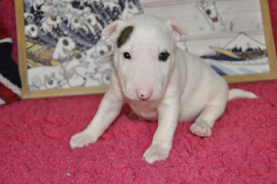 Les chiots de Bull Terrier Miniature