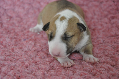 Les chiots de Bull Terrier Miniature