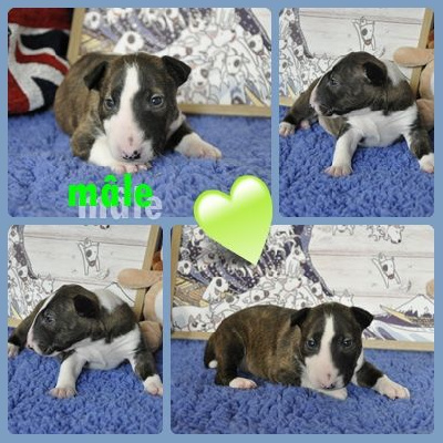 Les chiots de Bull Terrier Miniature