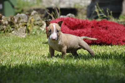 U°°°°°° - Bull Terrier Miniature