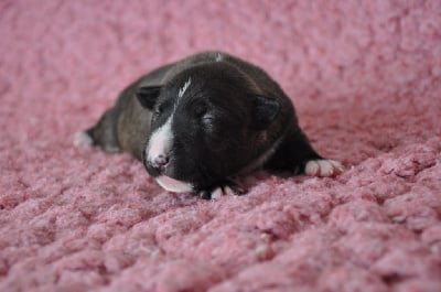 Les chiots de Bull Terrier Miniature