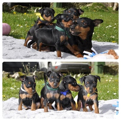 Pinscher nain - Solfarino