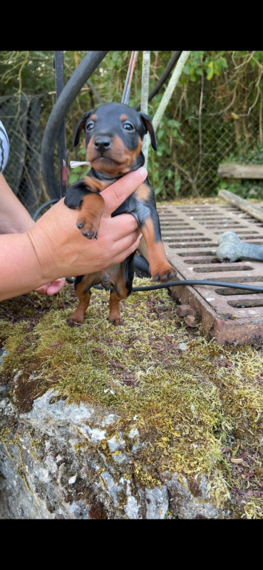 Pinscher nain - Solfarino