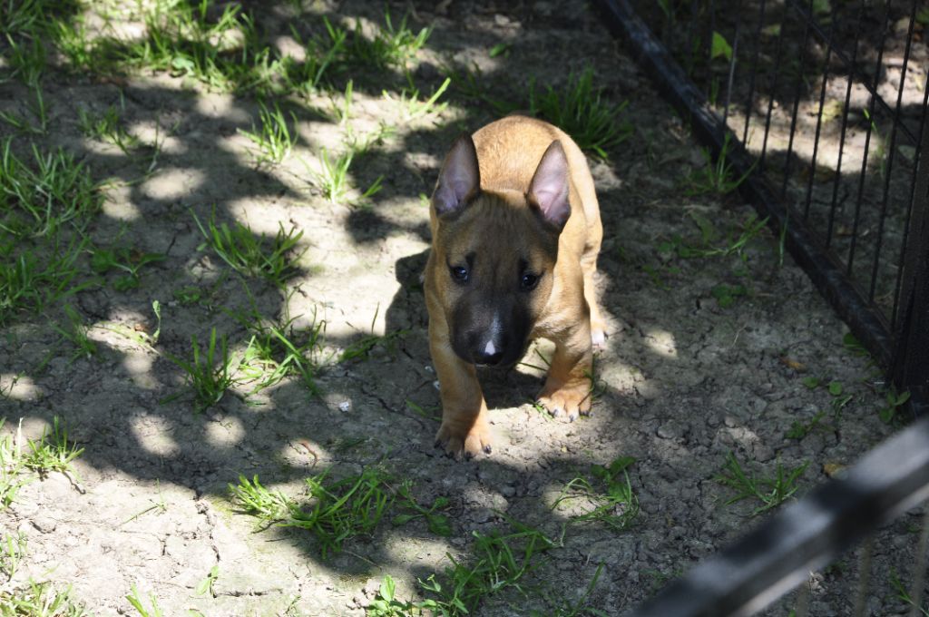 U' jabba    Mâle fauve solide