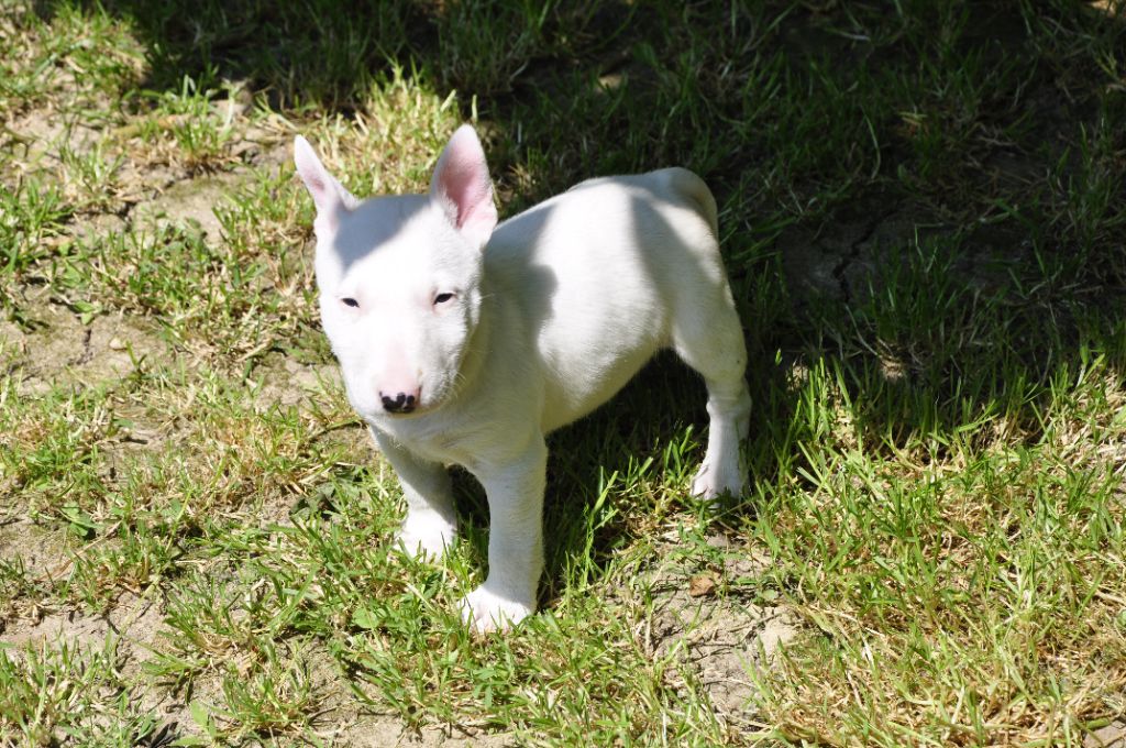 U ****** Femelle blanche