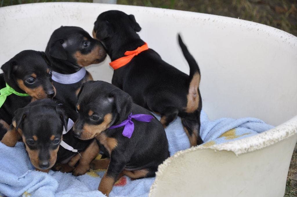 Solfarino - Pinscher nain - Portée née le 23/06/2018
