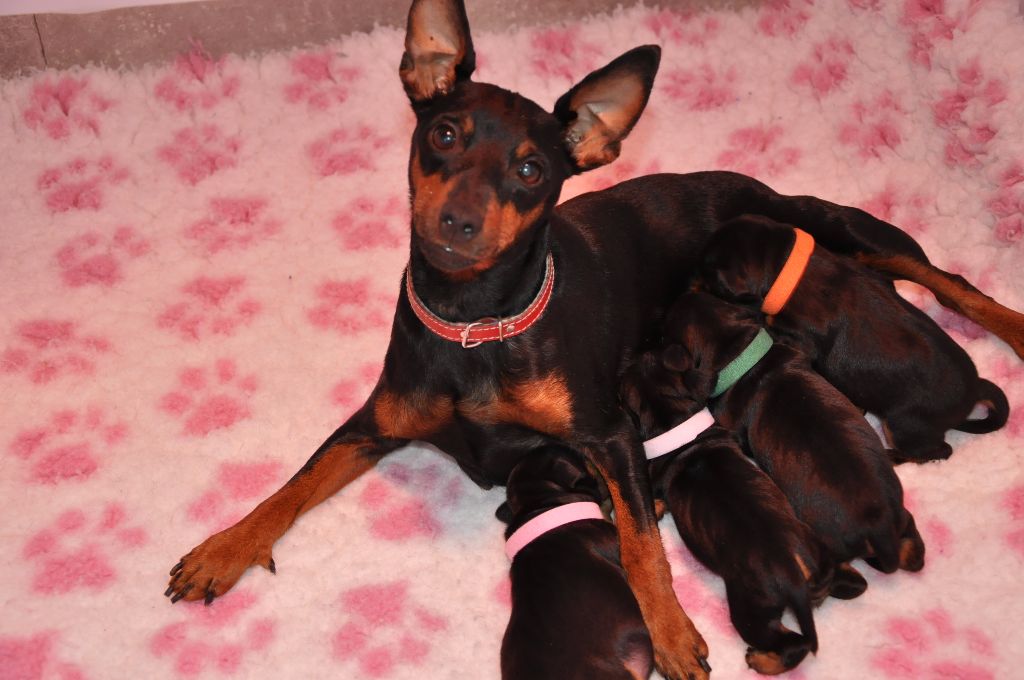 Accueil Elevage Solfarino Eleveur De Chiens Pinscher Nain