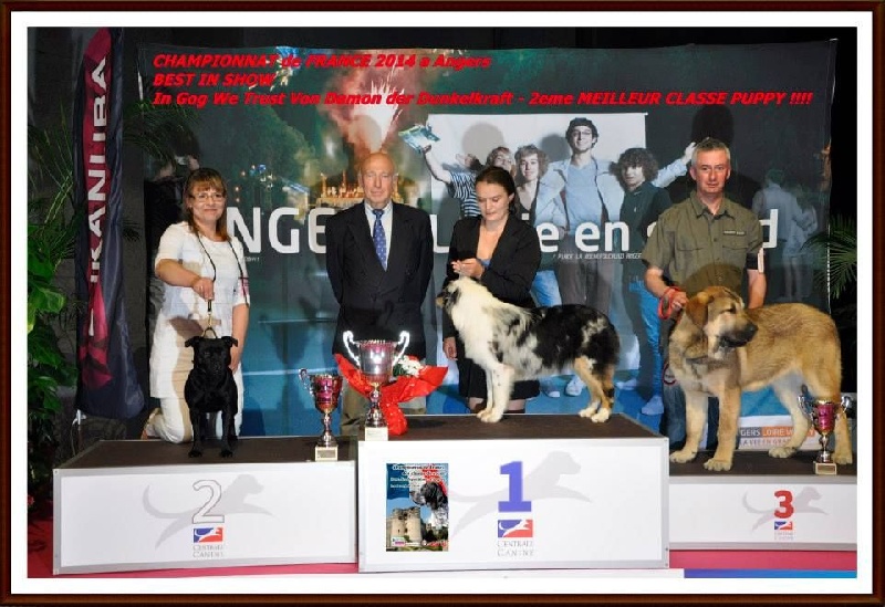 In god we trust Von damon der dunkelkraft - BEST IN SHOW 2ème MEILLEUR CLASSE PUPPY !!!!