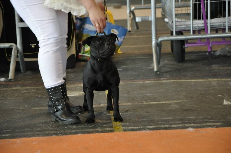 In god we trust Von damon der dunkelkraft - Tres Prometteur - classe puppy