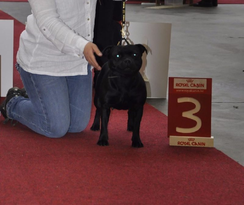 In god we trust Von damon der dunkelkraft - 3 excellent / cl.ouvert femelle