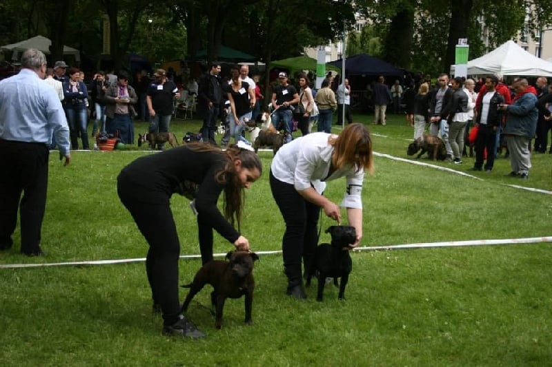 In god we trust Von damon der dunkelkraft - Tres Prometteur - classe puppy