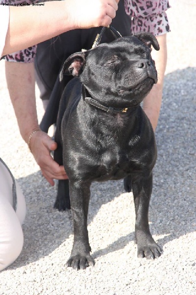 In god we trust Von damon der dunkelkraft - Excellent - classe jeune (19 femelles inscrit)