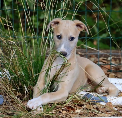 Les chiots de Whippet
