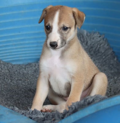 Les chiots de Whippet