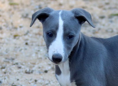 Les chiots de Whippet