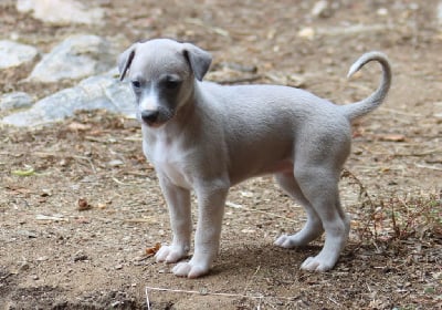 Les chiots de Whippet