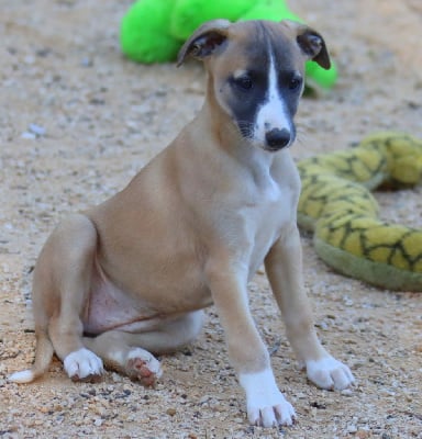 Les chiots de Whippet